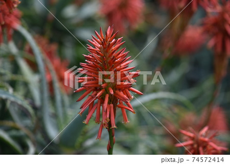 beautiful succulent aloe plant and red flowers beautiful succulent aloe plant and red flowers 74572414