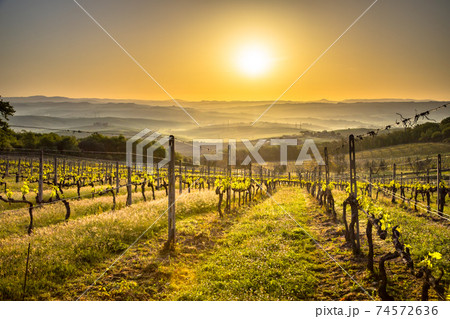 Vineyard in foggy hills Vineyard in foggy hills 74572636