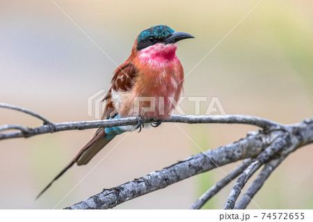 Southern carmine bee eater light background Southern carmine bee eater light background 74572655