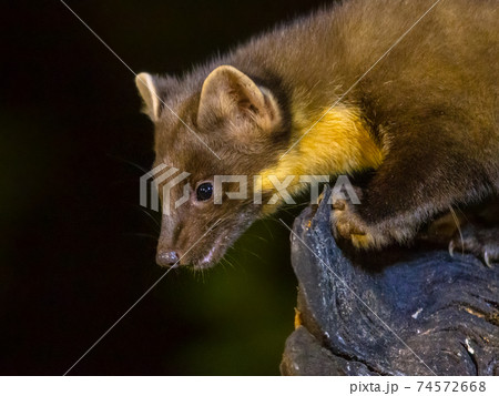 Portrait of Pine marten in forest at night 74572668
