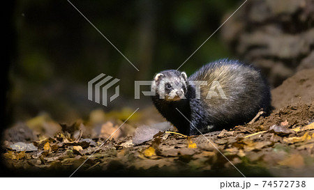 Polecat in forest at night 74572738
