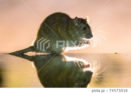 Brown rat in darkness walking in water Brown rat in darkness walking in water 74573016