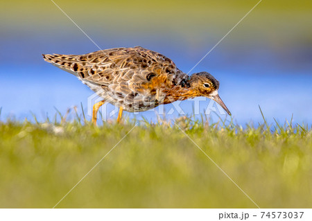 Ruff water bird feeding in grassland Ruff water bird feeding in grassland 74573037