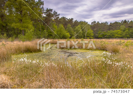Fen in heathland habitat on forest edge Fen in heathland habitat on forest edge 74573047