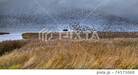 Huge flock of migrating birds European starling 74573060
