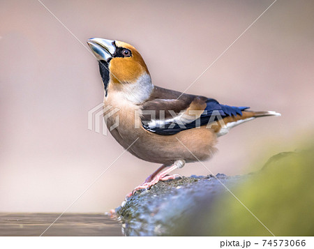 Hawfinch male bird drinking on blurred background 74573066