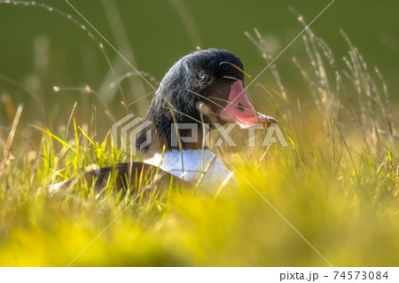 Common shelduck resting in grass Common shelduck resting in grass 74573084