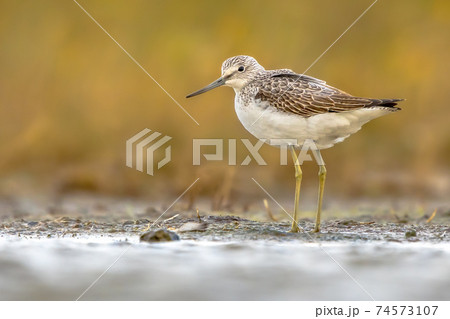 Common greenshank walking in shallow coastal water of Waddensea. 74573107