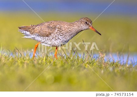 Common redshank wader bird in wetland Common redshank wader bird in wetland 74573154