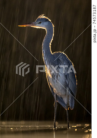 Silhouette of Grey heron hunting at night Silhouette of Grey heron hunting at night 74573187