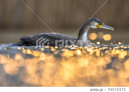 Great Cormorant in sunset reflection Great Cormorant in sunset reflection 74573372