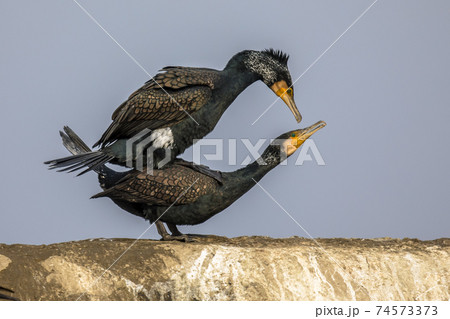 Great Cormorant pair mating 74573373