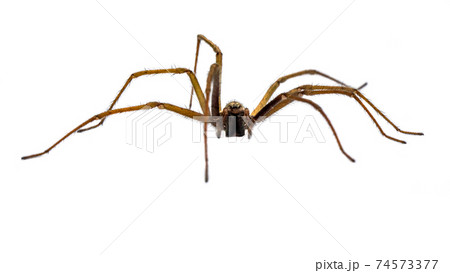 Giant house spider frontal isolated on white background 74573377