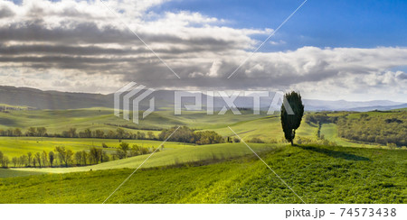 Lonely Cypress tree Lonely Cypress tree 74573438