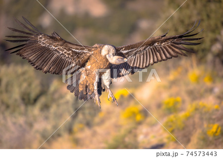 Griffon vulture flying and landing Griffon vulture flying and landing 74573443