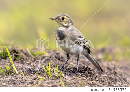 Juvenile White wagtail in field 74573572