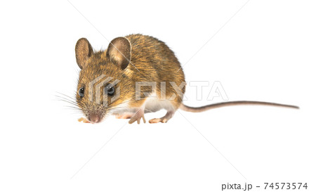 Guilty looking mouse isolated on white background 74573574