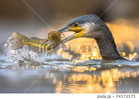 Great cormorant eating Black Bullhead fish 74573575
