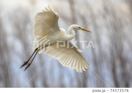 Great white Egret flying 74573576