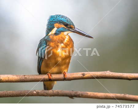 European kingfisher perched on branch with colorful background 74573577