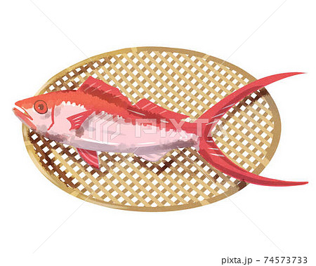 ハマダイ ざる 水彩風 ハマダイ ざる 水彩風 74573733