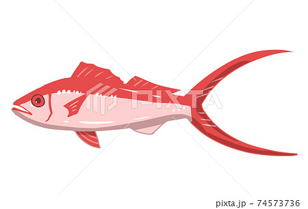 ハマダイ 線無し ハマダイ 線無し 74573736