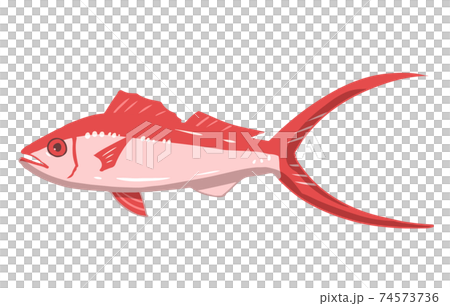 ハマダイ 線無し ハマダイ 線無し 74573736