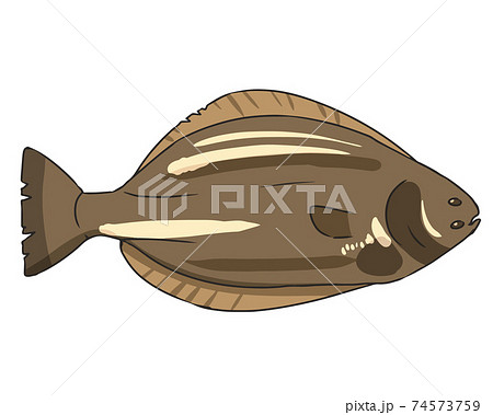 カレイのイラスト素材
