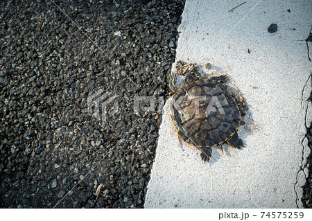 車に轢かれたカメの写真 74575259