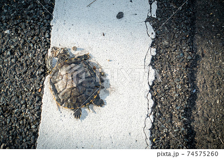 車に轢かれたカメの写真 74575260