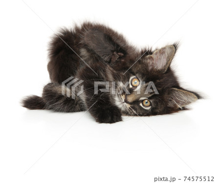 Maine-coon kitten resting on white background 74575512