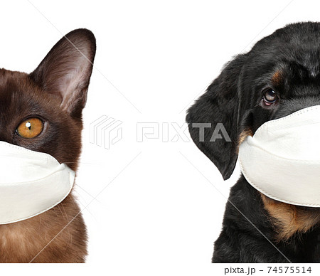 Half portrait of a cat and a dog in protective masks 74575514