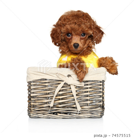 Red poodle puppy sits in a wicker basket 74575515
