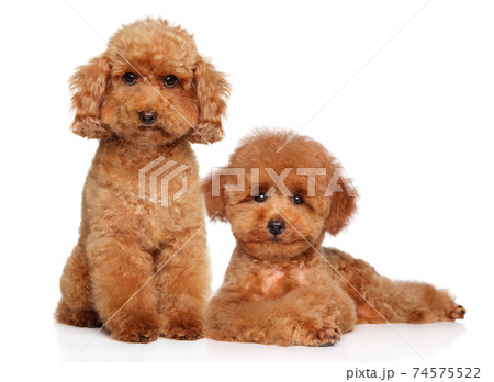 dwarf poodle size