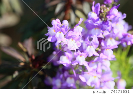 ヒメキンギョソウの花 ヒメキンギョソウの花 74575651