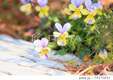 ビオラの花 74575652