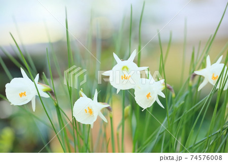 ナルキサス　カンタブリスクの花 74576008