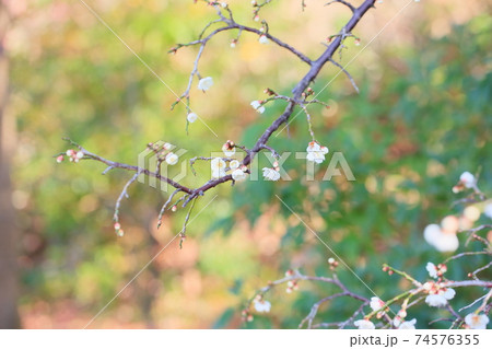 ウメの花 ギョクガクシダレ ウメの花 ギョクガクシダレ 74576355