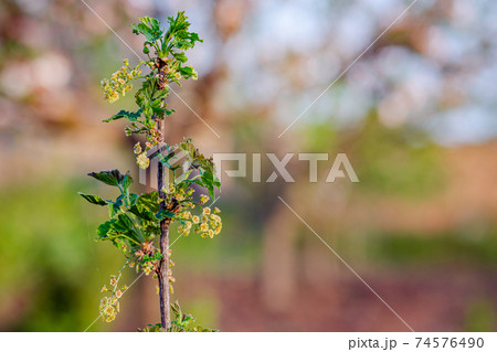 Blooming bush of red black currant with green leaves in the garden. 74576490