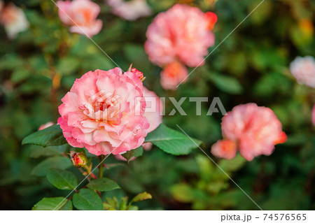 Beautiful roses in the garden, growing different varieties of flowers. Close up of a beautiful flower. Beautiful roses in the garden, growing different varieties of flowers. Close up of a beautiful flower. 74576565