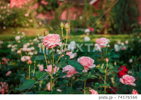 Beautiful roses in the garden, growing different varieties of flowers. Close up of a beautiful flower. 74576566