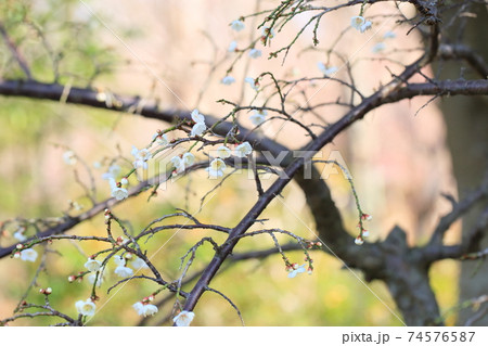 ウメの花　ギョクガクシダレ 74576587