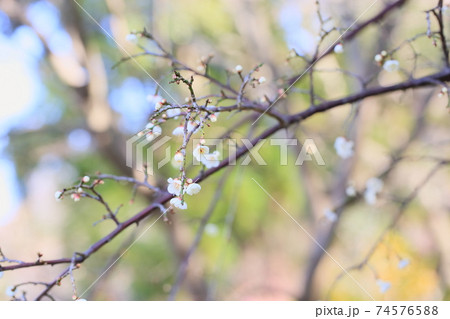 ウメの花　ギョクガクシダレ 74576588