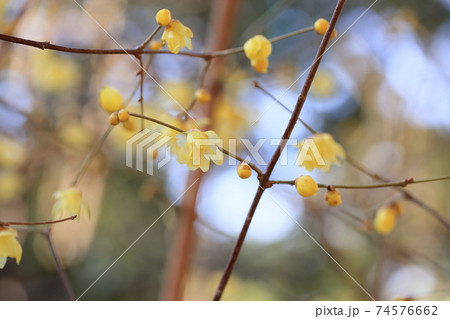 ロウバイの花 74576662