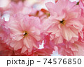 近くで見た八重桜 74576850