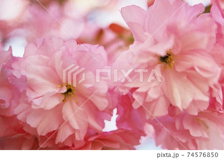 近くで見た八重桜 74576850