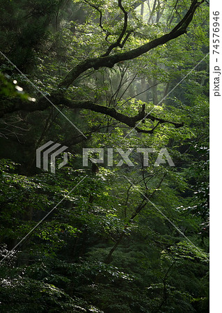 木々の隙間から降り注ぐ光のシャワー 74576946