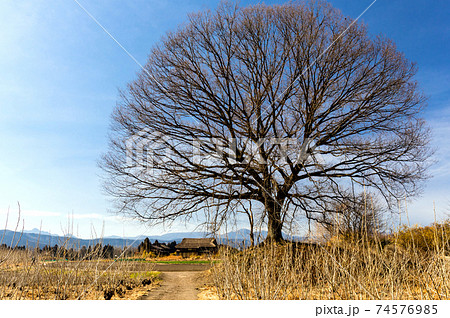 ナラの巨木と農家の写真素材 [74576985] - PIXTA