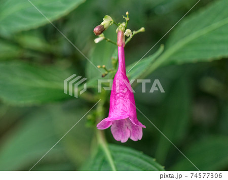園芸植物　バーチェリア　ブバリナ 74577306