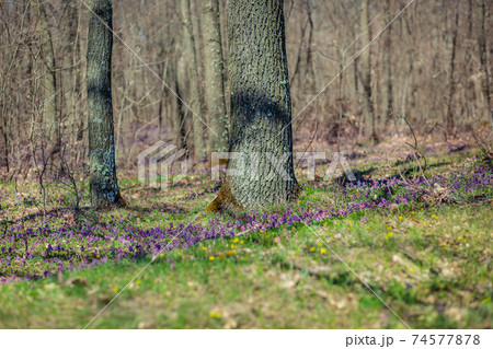 Spring forest. The first spring flowers in the forest. Spring forest. The first spring flowers in the forest. 74577878